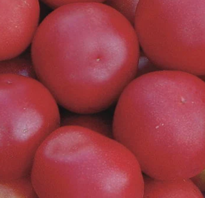 Tomate-Cerise Bigarrée - Jan's