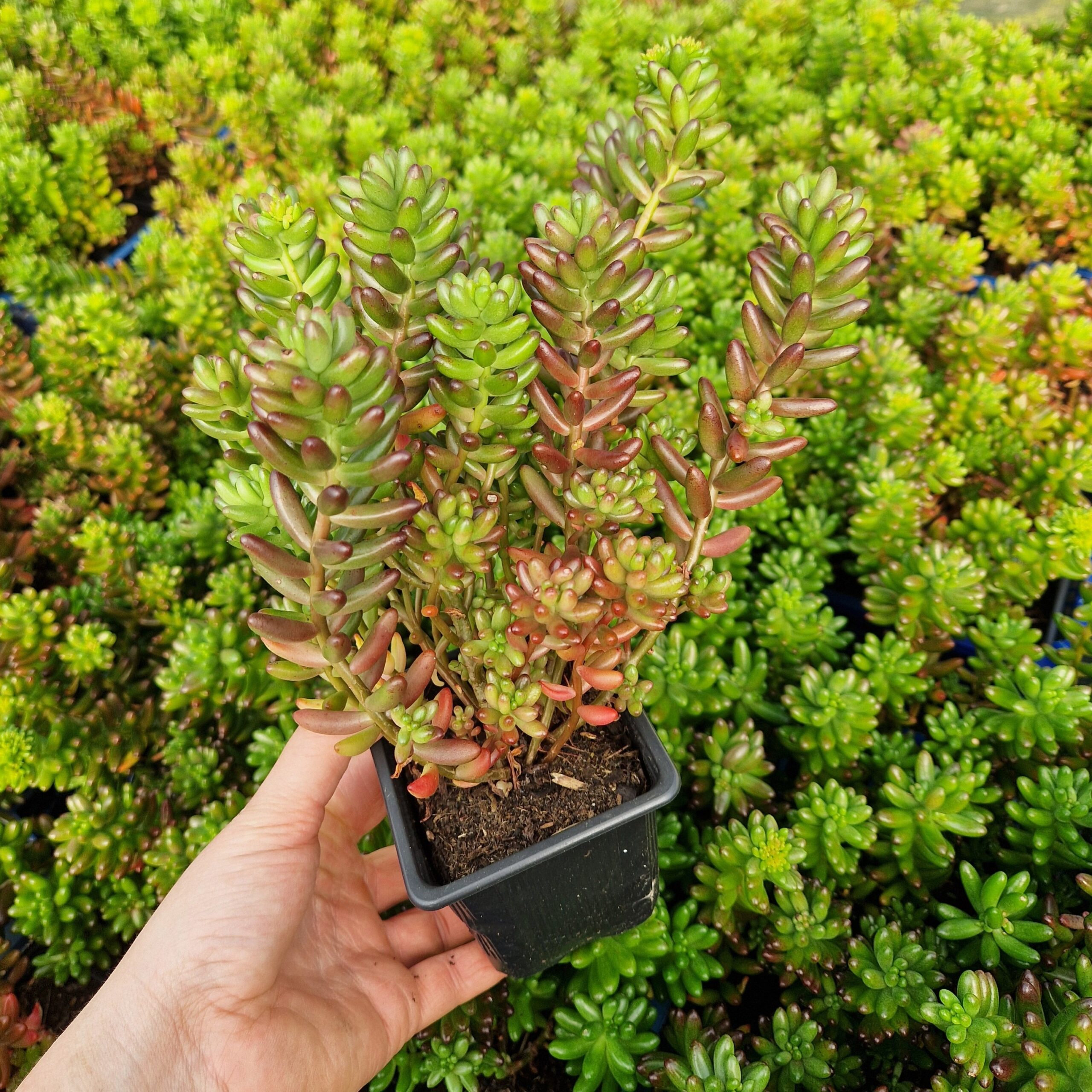 Sedum Rubrotinctum -πΊππ
ππ πΉπππππππππππ