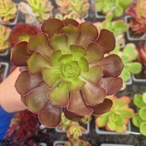 Aeonium 'Atropurpureum'
