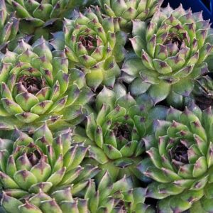 Joubarbe "Mamie" - Sempervivum