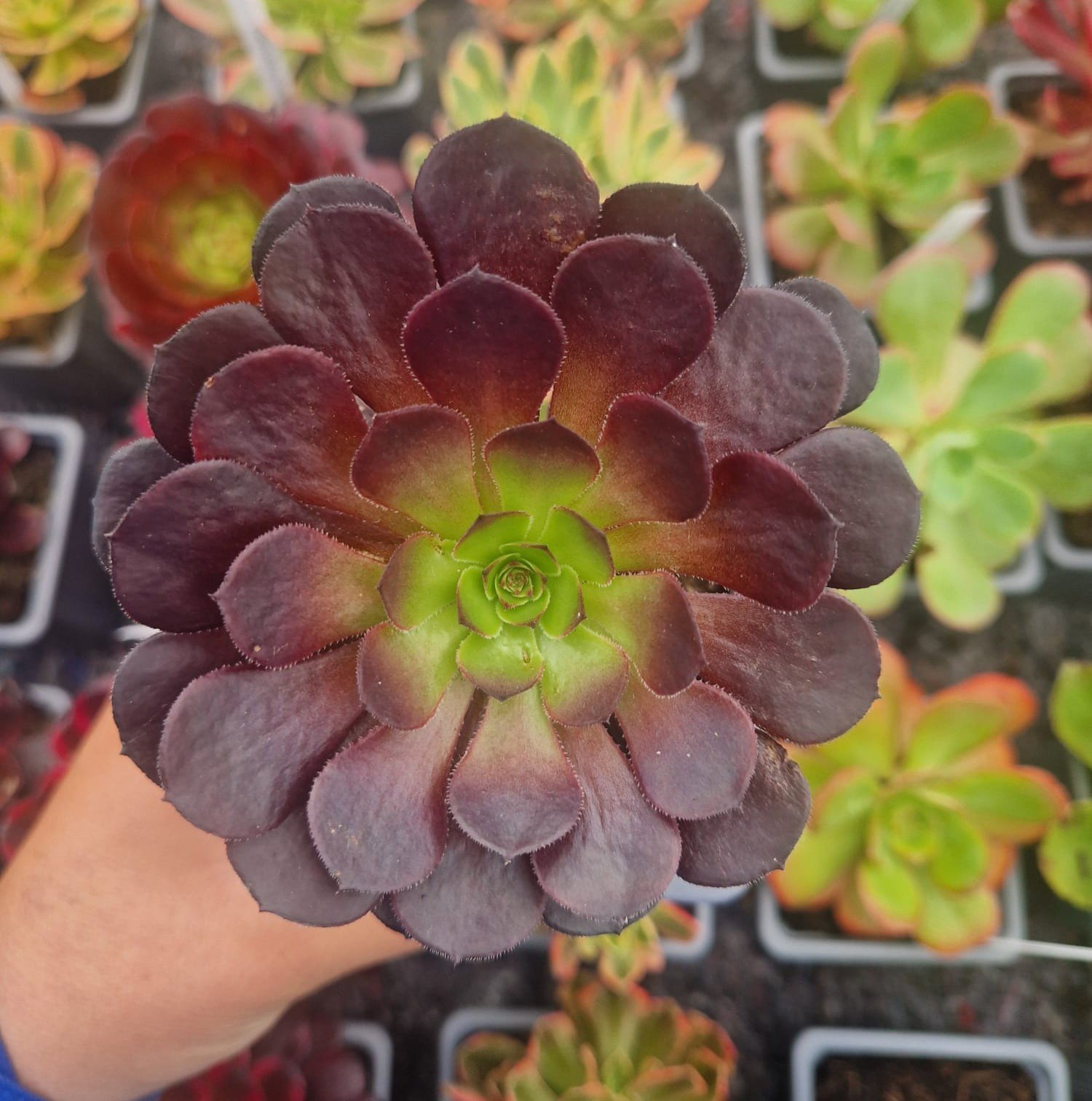Aeonium 'Tip-Top'