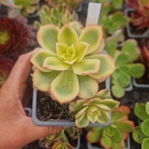 Aeonium 'Dream Color'