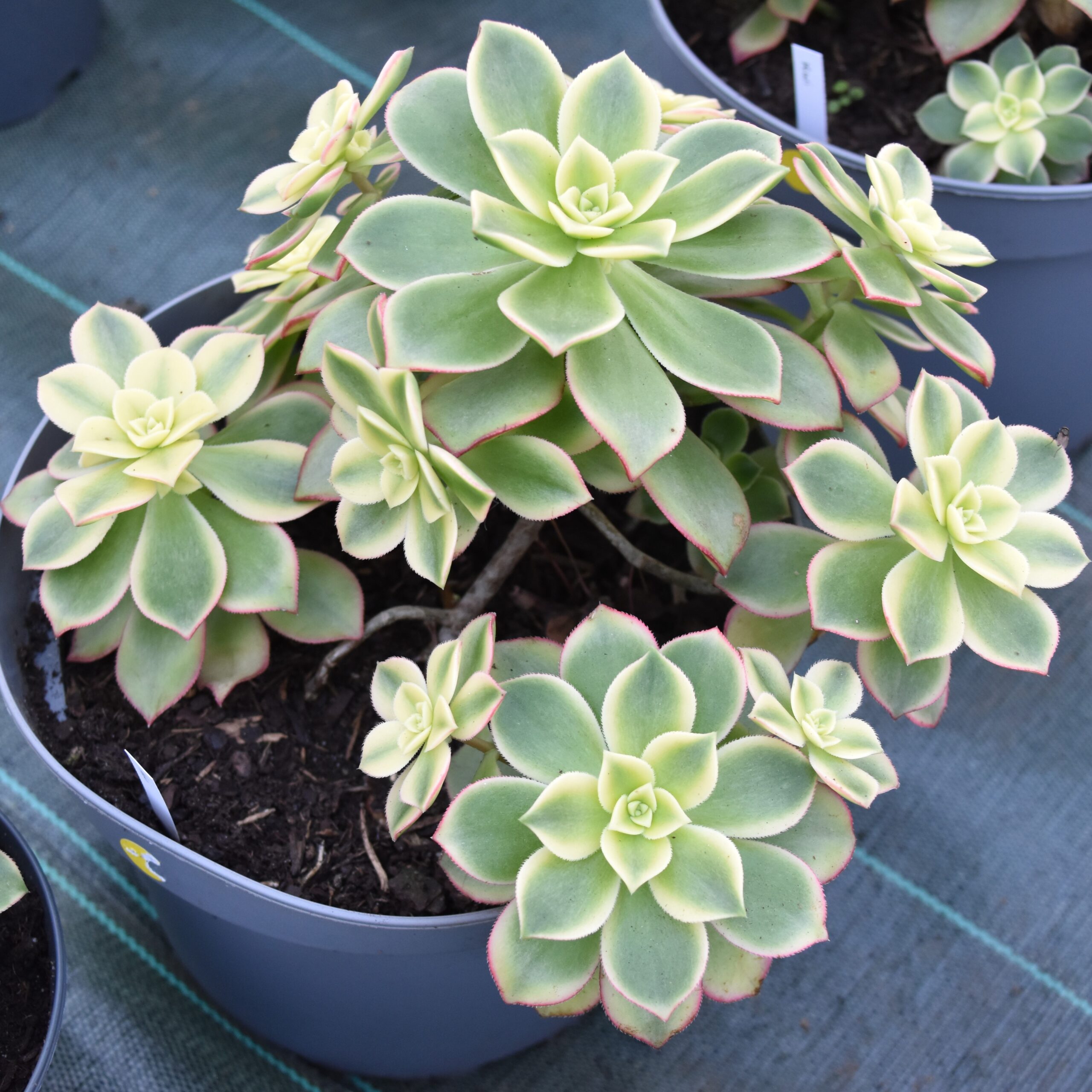 Aeonium 'Kiwi' – Image 2