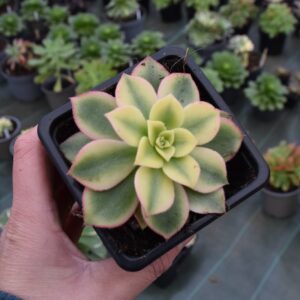 Aeonium 'Kiwi'