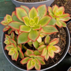 Aeonium Kiwi