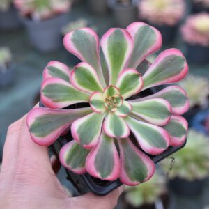 Aeonium 'Pink Chanel'