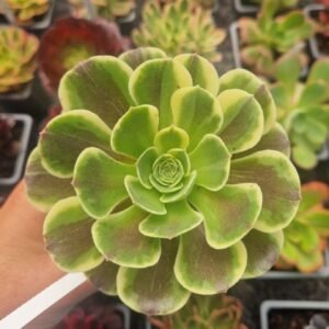 Aeonium 'Cinderella'