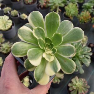 Aeonium 'Cinderella'