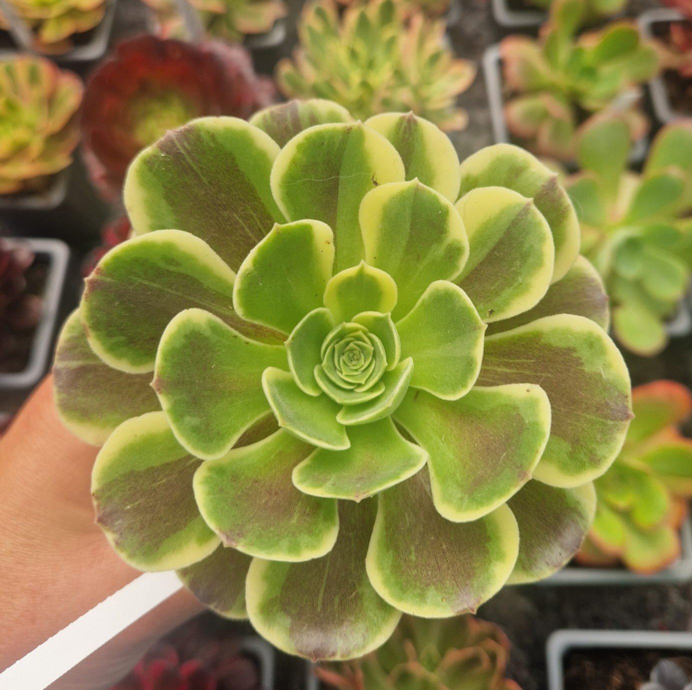 Aeonium 'Cinderella'
