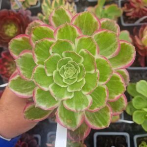 Aeonium 'Kaleidoscope'