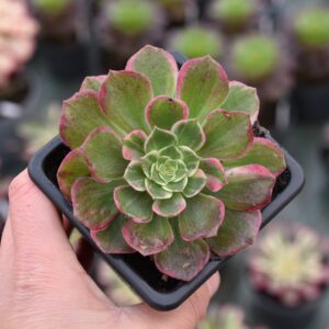 Aeonium 'Kaleidoscope'