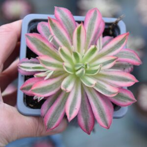 Aeonium 'Phoenix White'