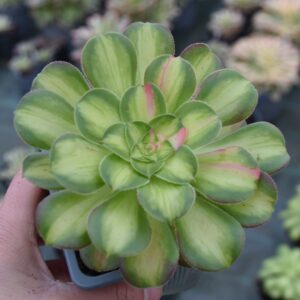 Aeonium 'Pink Witch Yellow'