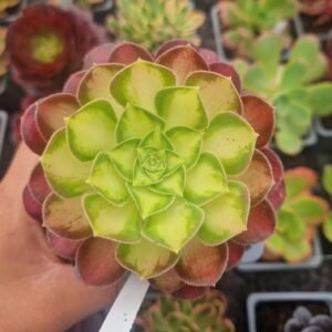 Aeonium 'Pink Witch Yellow Middle'