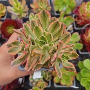 Aeonium 'Green Tea'