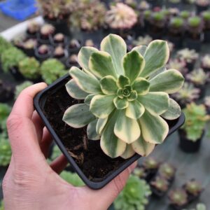 Aeonium 'Green Tea'