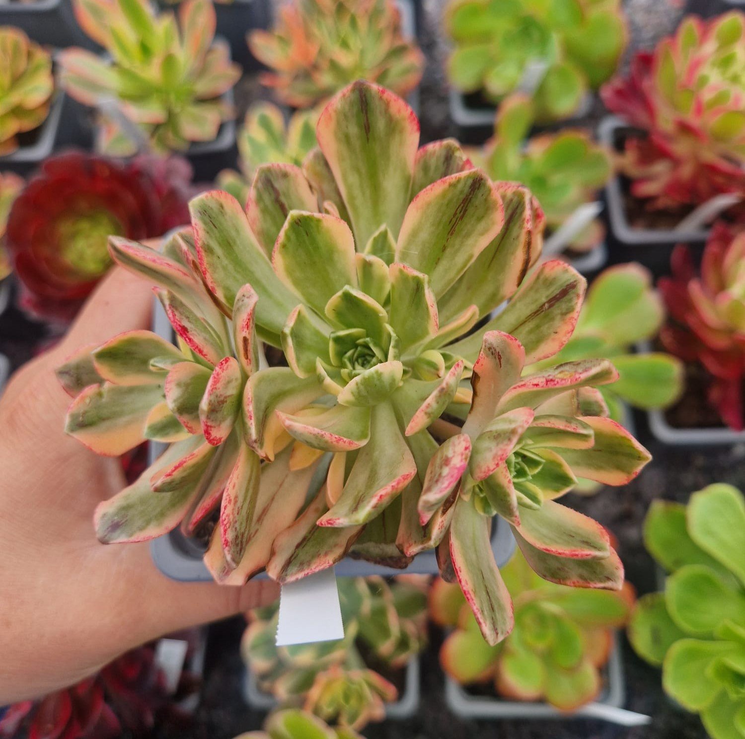 Aeonium 'Green Tea'