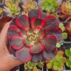 Aeonium 'Lina'
