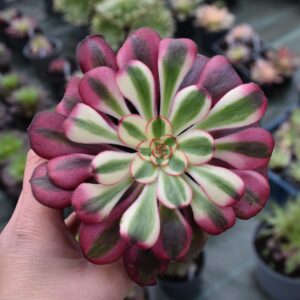 Aeonium 'Lina'