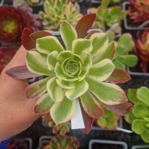 Aeonium 'Pink Crystal'