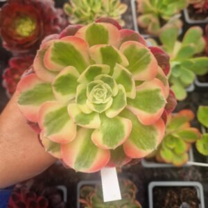 Aeonium 'Pink Lady'