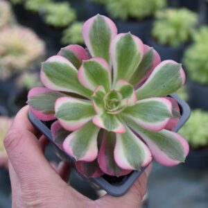 Aeonium 'Pink Lady'