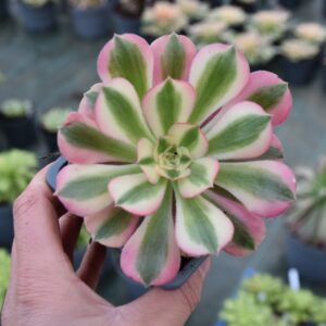 Aeonium 'Pink Witch'