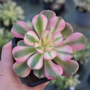 Aeonium 'Princess'