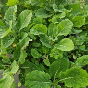 Chou Perpétuel BIO - Brassica Ramosa