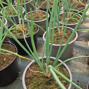 Oignon de la Saint Jean BIO - Allium sp. 'saint jean'