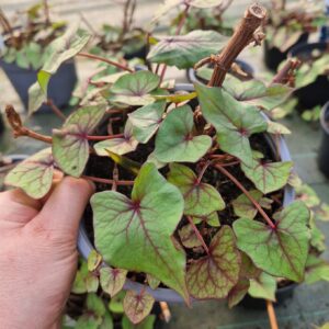 Épinard Arbustif BIO - Fagopyrum dibotrys