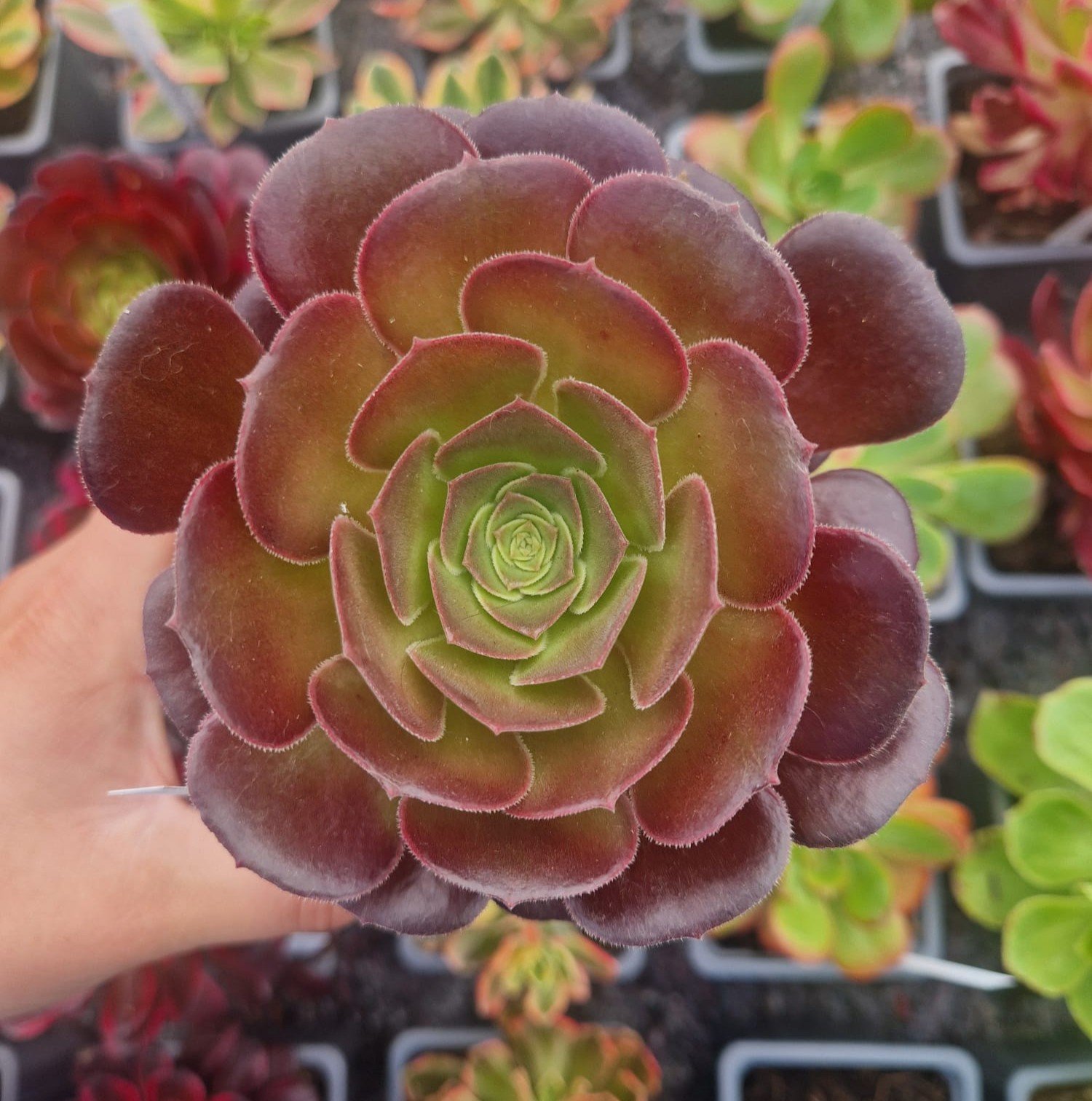 Aeonium 'Blushing Beauty'