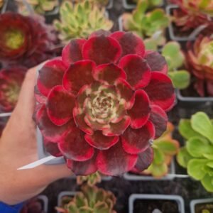 Aeonium 'Fireworks'