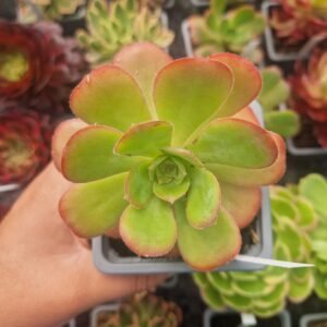 Aeonium 'Gorgoneum'
