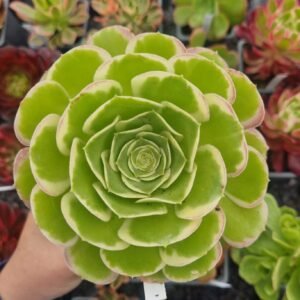 Aeonium 'Green Rose'