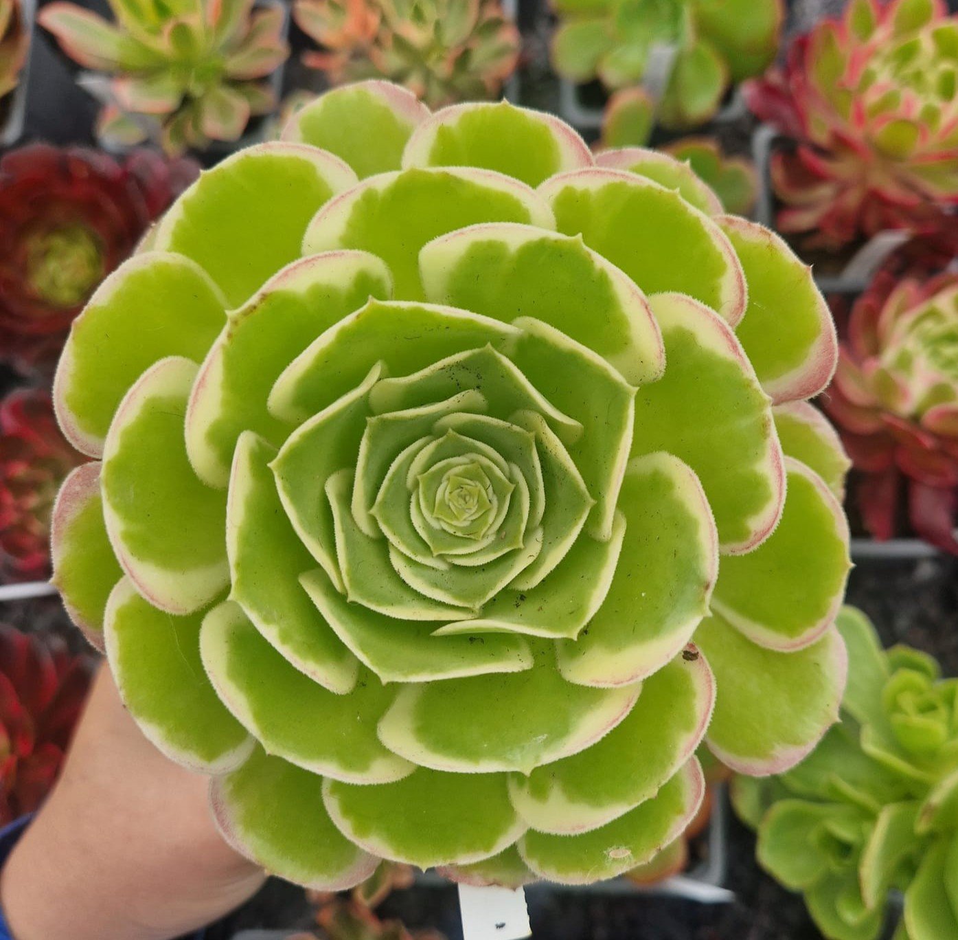 Aeonium 'Green Rose'