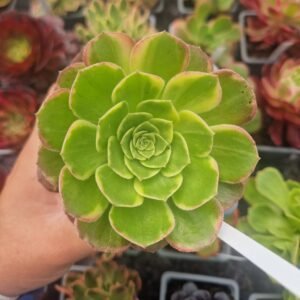 Aeonium 'Halloween Var'
