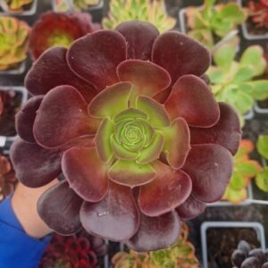 Aeonium 'Kilimanjaro'