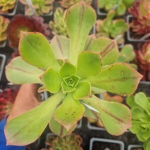 Aeonium 'Leucoblepharum Red Stripe'