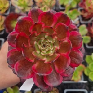 Aeonium 'Meiji Var'