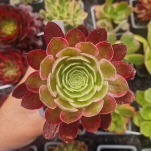 Aeonium 'Peacock Feathers'