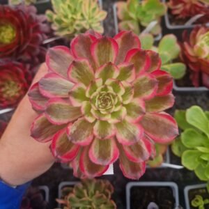 Aeonium 'Pink Cloud'