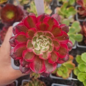 Aeonium 'Purple Velvet'