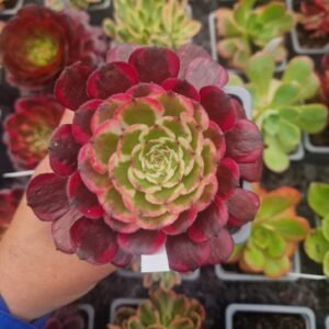 Aeonium 'Ruby'