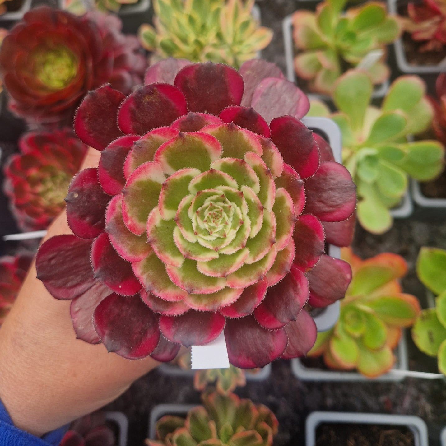 Aeonium 'Ruby'