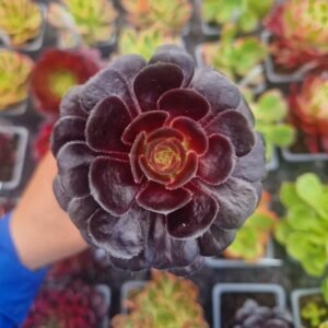 Aeonium 'Schwarzkof'