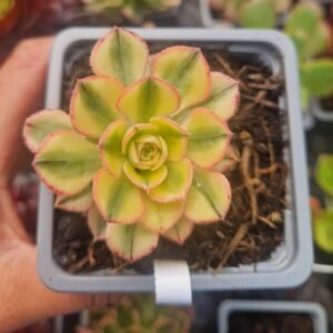 Aeonium 'Sun God'