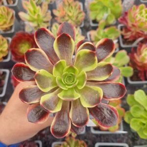 Aeonium 'Superbang'