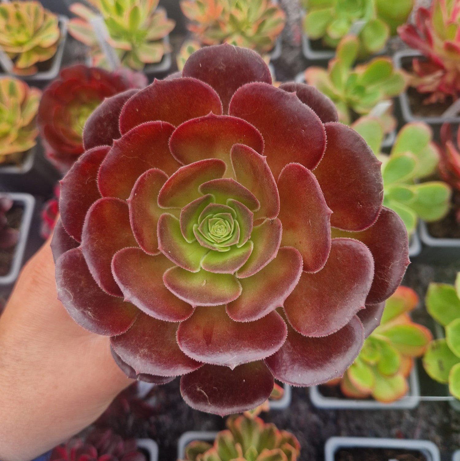 Aeonium 'Velour'