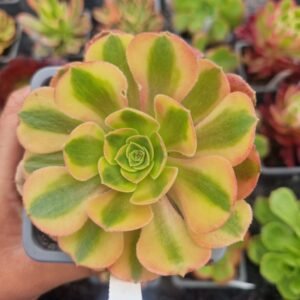 Aeonium 'Verna'